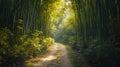 A Calming Path Through a Bamboo Forest Royalty Free Stock Photo