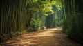 A Calming Path Through a Bamboo Forest Royalty Free Stock Photo