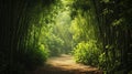 A Calming Path Through a Bamboo Forest Royalty Free Stock Photo