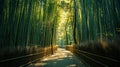 A Calming Path Through a Bamboo Forest Royalty Free Stock Photo