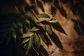 Calming and peaceful tropical foliage casting beautiful shadows on a wooden background, AI generated Royalty Free Stock Photo