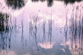 Calming reflection - dry reeds and clouds reflected on lake Royalty Free Stock Photo