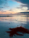 Siesta Key Seaweed Royalty Free Stock Photo