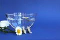 Glass plate with water and chamomile flowers on blue background