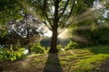Calming sunshine behind the tree. Royalty Free Stock Photo