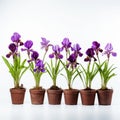 Calming Symmetry: Darktable Processed Purple Irises In Small Pots