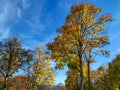 Calming view above to the sky and autumn colorful trees in a healthy fresh air environment while meditating and escaping the