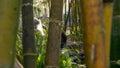 Calming Waterfall Through Bamboo