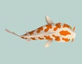 Calmly floating fish. Koi fish vector illustration japanese carp, colorful oriental koi in Asia. Chinese goldfish Royalty Free Stock Photo