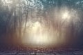 Calmness misty spooky woods with warm light background