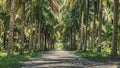 Calmness and shady in greenery coconut grove Royalty Free Stock Photo