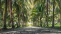 Calmness and shady in greenery coconut grove Royalty Free Stock Photo