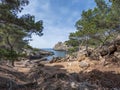 Calo den Monjo sea inlet and cove, cliffs and pine tree forest of the Mallorca coast, Balearic island, Spain