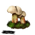 Caloboletus calopus, bitter beech or scarlet stemmed mushroom closeup digital art illustration. Boletus has light creame cap. Royalty Free Stock Photo