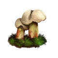 Caloboletus calopus, bitter beech or scarlet stemmed mushroom closeup digital art illustration. Boletus has light creame Royalty Free Stock Photo