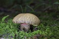 Caloboletus calopus, commonly known as the bitter beech bolete or scarlet-stemmed bolete,