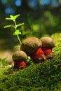 Caloboletus calopus mushroom Royalty Free Stock Photo