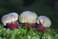 Caloboletus calopus, commonly known as the bitter beech bolete or scarlet-stemmed bolete, is a fungus of the bolete family