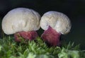 Caloboletus calopus, commonly known as the bitter beech bolete or scarlet-stemmed bolete, is a fungus of the bolete family