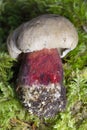 Caloboletus calopus, commonly known as the bitter beech bolete or scarlet-stemmed bolete, is a fungus of the bolete family