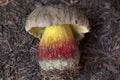 Caloboletus calopus, commonly known as the bitter beech bolete or scarlet-stemmed bolete, is a fungus of the bolete family.