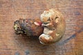 Caloboletus calopus mushroom Royalty Free Stock Photo