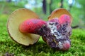 Caloboletus calopus mushroom Royalty Free Stock Photo