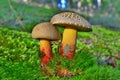 Caloboletus rubripes mushroom Royalty Free Stock Photo