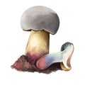 Caloboletus rubripes, red stipe or stemmed bitter bolete, mushroom closeup digital art illustration. Boletus has grey