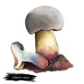 Caloboletus rubripes, red stipe or stemmed bitter bolete, mushroom closeup digital art illustration. Boletus has grey cap.