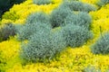 Calocephalus brownii, a beautiful, unusual plant for home and garden, grows gray-silvery bushes