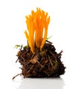 Calocera viscosa, commonly known as the yellow stagshorn Royalty Free Stock Photo