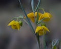 Calochortus amabilis, golden fairy lantern