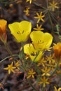 Calochortus Clavatus Bloom - Santa Monica Mtns - 060223