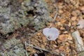 CALOCHORTUS INVENUSTUS BLOOM - BALDWIN LAKE ER - 060920 B