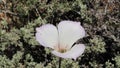 CALOCHORTUS INVENUSTUS BLOOM - BALDWIN LAKE ER - 060920 V A