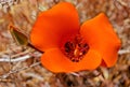 Calochortus invenustus