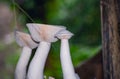 Calocybe indica, commonly known as the milky white mushroom, is a species of edible mushroom native to India