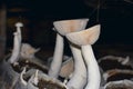 Calocybe indica, commonly known as the milky white mushroom, is a species of edible mushroom native to India