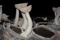 Calocybe indica, commonly known as the milky white mushroom, is a species of edible mushroom native to India