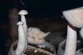 Calocybe indica, commonly known as the milky white mushroom, is a species of edible mushroom native to India