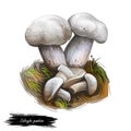 Calocype gambosa, st Georges mushroom digital art illustration. Vegetable closeup with name of type, veggie edible vegetable,