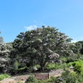 Calodendrum capense Cape chestnut