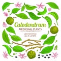 Calodendrum elements set Royalty Free Stock Photo