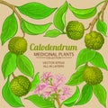 Calodendrum vector frame Royalty Free Stock Photo