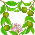 Calodendrum vector frame