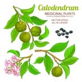 Calodendrum vector set Royalty Free Stock Photo