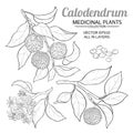 Calodendrum vector set Royalty Free Stock Photo