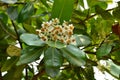 Calophyllum inophyllum, flowers blooming on the garden tree.