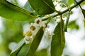 Calophyllum inophyllum, Indian laurel, flowers on branch and on natural background.